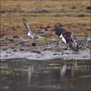 Crested Duck (male)