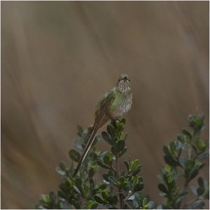 Green-tailed Trainbearer (female)