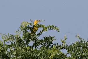 Eurasian Golden Oriole