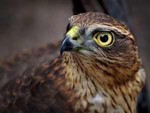Sparrowhawk - juvenile
