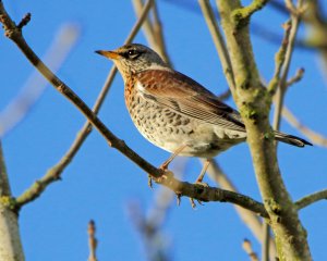 Fieldfare