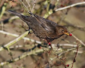 Blackbird (F)