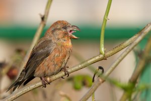 Red Crossbill yawning