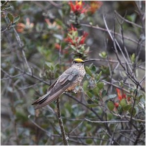 Giant Hummingbird (female)