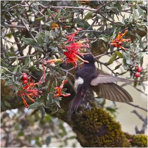 Black Metaltail