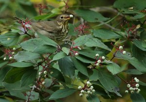 Swainson's Thrush feeding