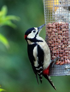 Great Spotted Woodpecker