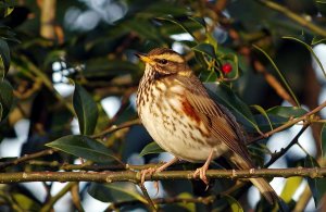 Redwing