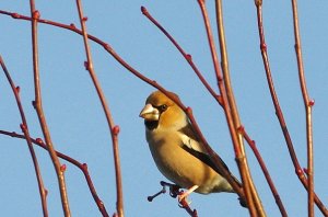 Hawfinch