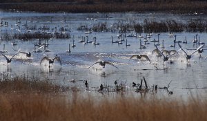 Trumpeter flight