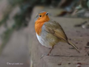 European Robin