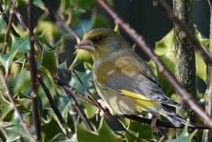 Greenfinch