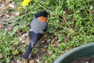 Bullfinch