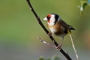 Goldfinch