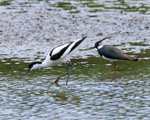 A pair of Waders