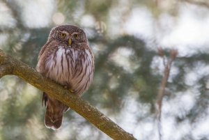 Eurasian Pygmy Owl (Glaucidium passerinum)