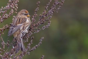 Lesser Redpoll (Acanthis cabaret)