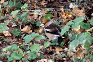 Hawfinch