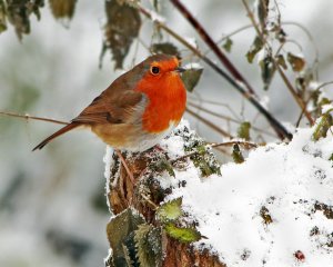 Robin