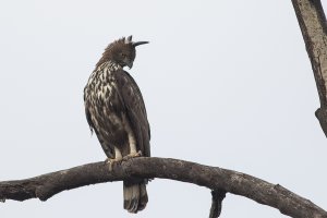 Crested Hawk Eagle