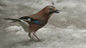 Jay in the snow yesterday