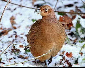 Pheasant (F)