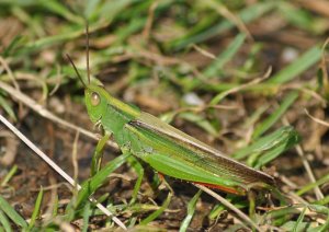 Common field grasshopper