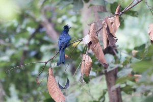 Greate Racket-tailed Drongo