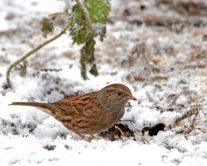 Dunnock