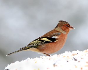 Chaffinch