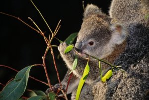 Young Koala feeding