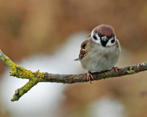 Tree Sparrow