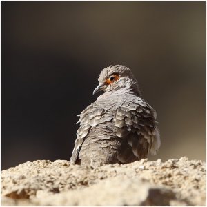 Bare-faced Ground Dove