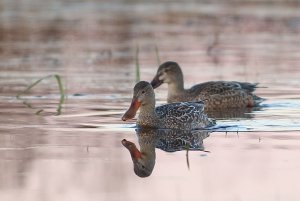 Northern Shovelers in Predawn light