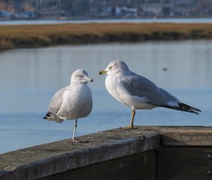 Ring-Billed Gulls (2nd winter and adult)
