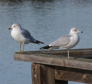 Ring-Billed Gulls (adult and 2nd winter)