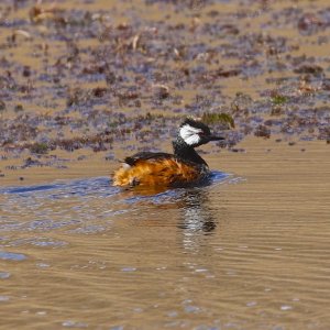 White-tufted Grebe