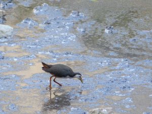 white breasted waterhen