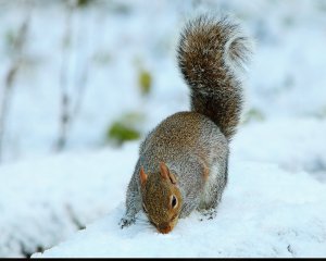 Grey Squirrel