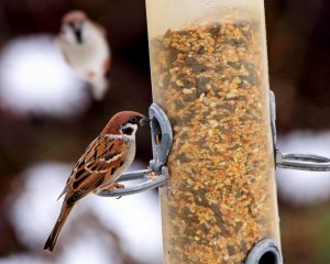 Tree Sparrow