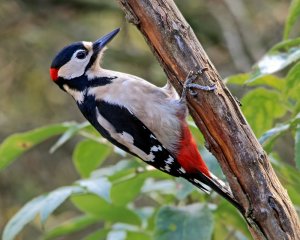 Great Spotted Woodpecker