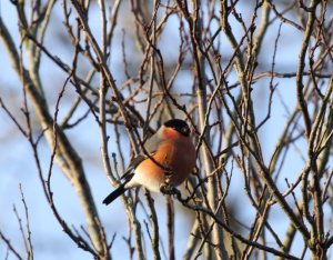 Bullfinch - A Welcome Visitor