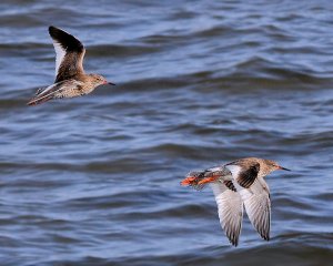 Redshanks