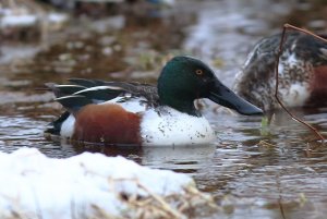 Northern Shoveler Drake