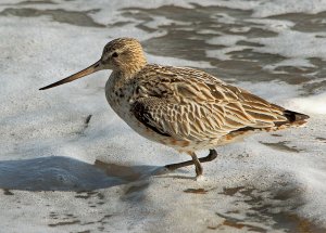 Bar-tailed Godwit