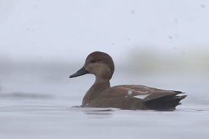 Gadwall