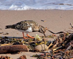 Turnstone