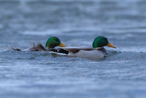 Drake Mallards