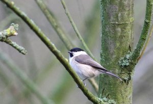 Marsh Tit