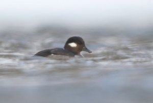 Hen Bufflehead